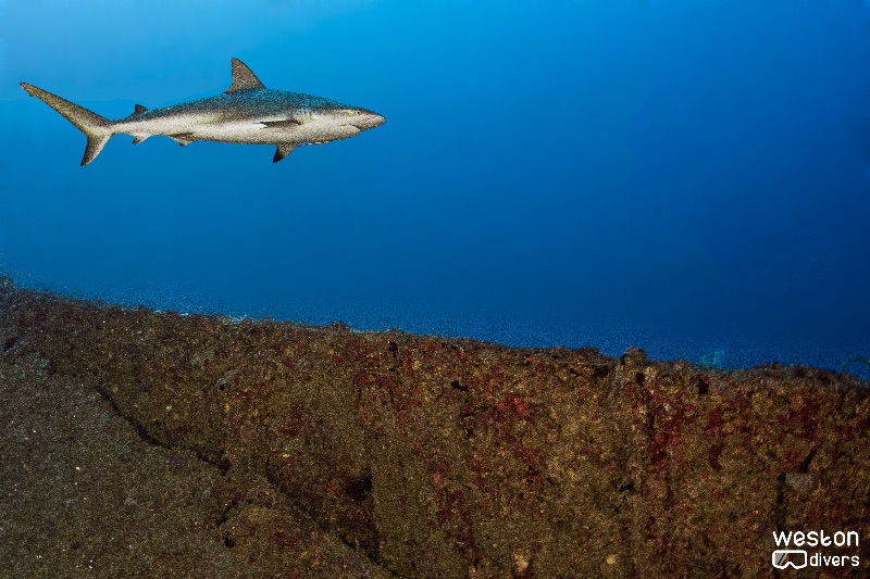 Northern Light - Sharks are frequent visitors to the Northern Light wreck