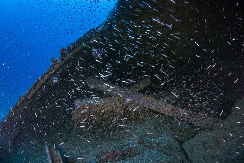 Northern Light - Large schools of fish call the Northern Light home