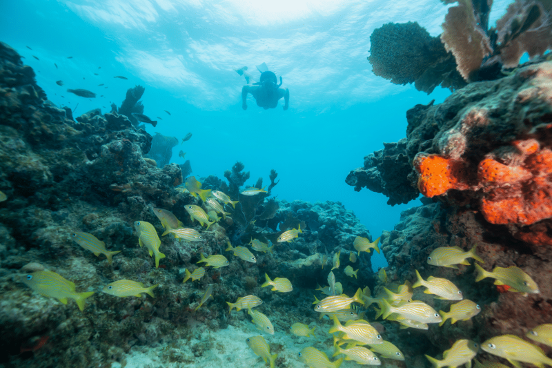 Mar-a-Lago - This is a good site for snorkelers