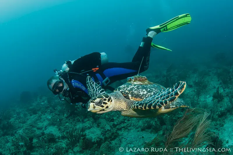 Flower Gardens - A turtle glides next to a diver