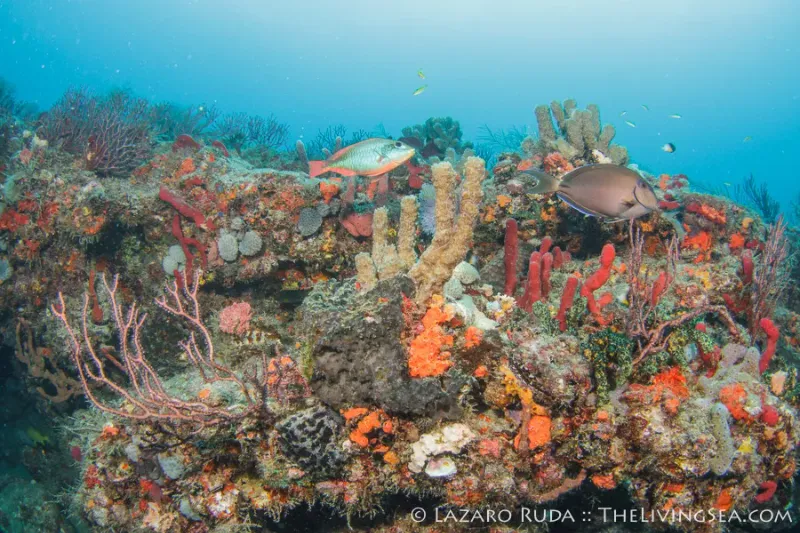 Breakers South - Beautiful coral formations rise on this site