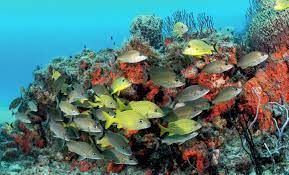 Breakers South - Many schools of fish are usually found in this site