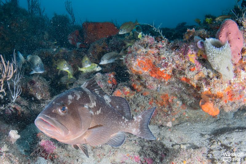 Double Ledges - A black grouper comes say hi to the camera