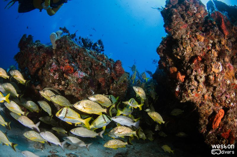 Double Ledges - A school of grunts - and a porkfish - find shelter within the ledge