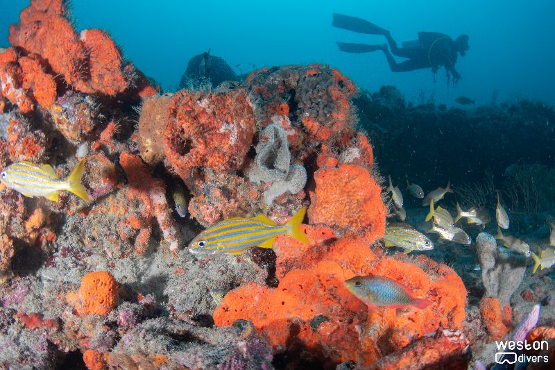 Double Ledges - A diver hover behind the ledge