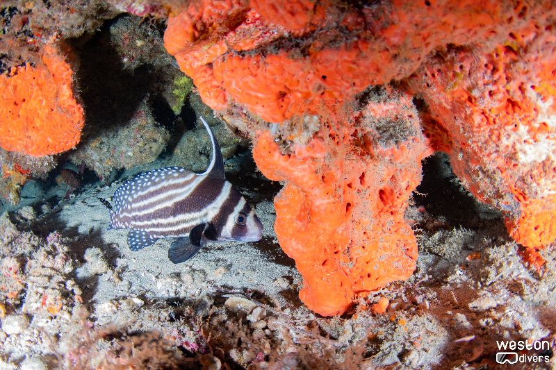 Double Ledges - A beautiful drum fish hides under the ledge