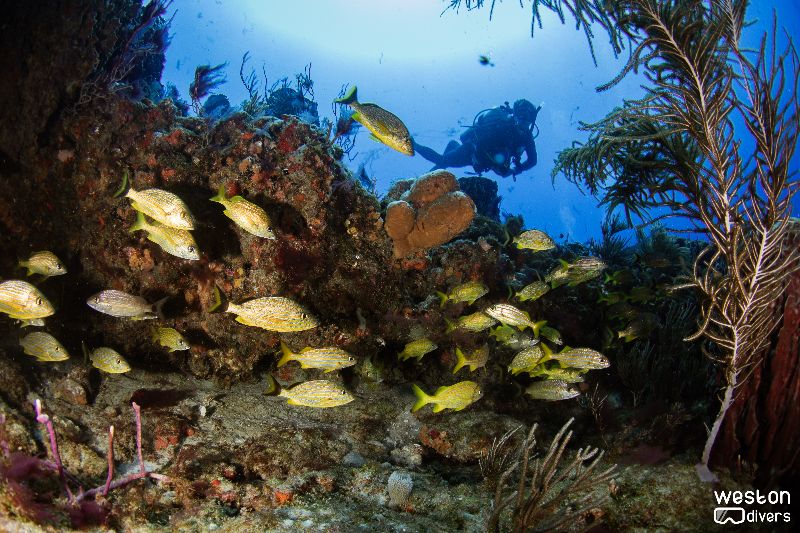 Double Ledges - There are a lot of marine life in this site
