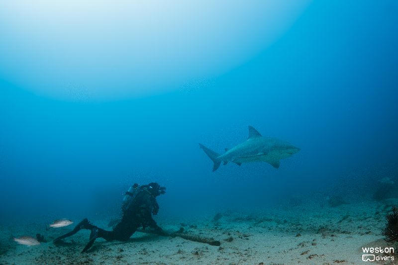 Gilbert Sea - A diver kneels to peacefully observing a bull shark passing by