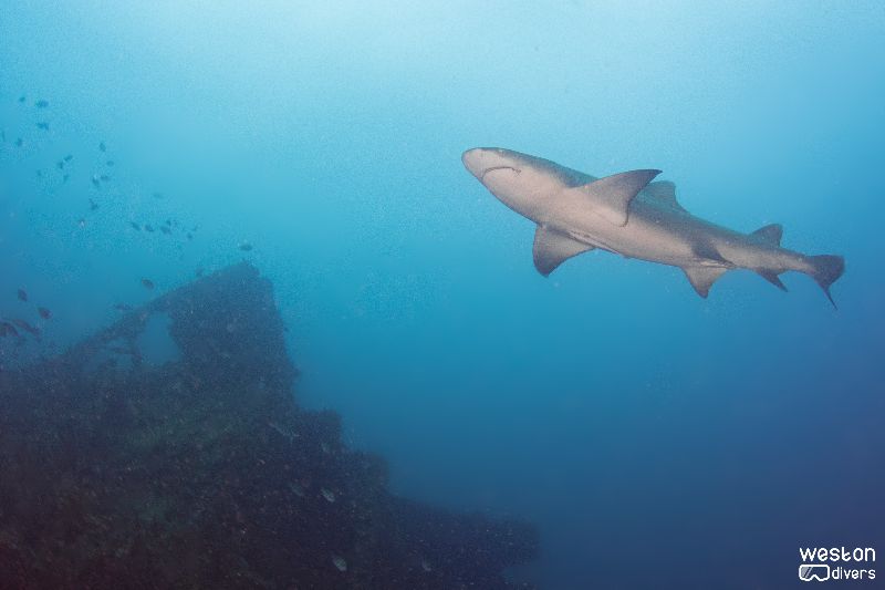Gilbert Sea - A friendly lemon shark circling divers