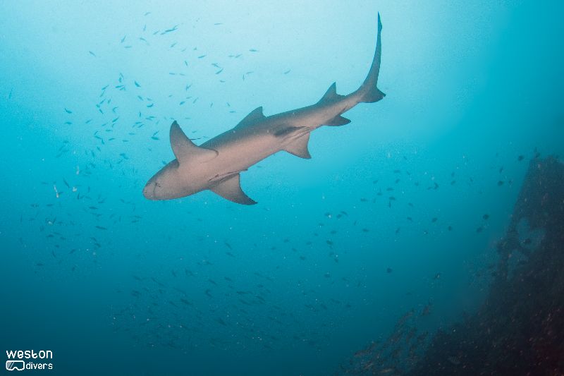 Gilbert Sea - Lemon sharks are a very social species