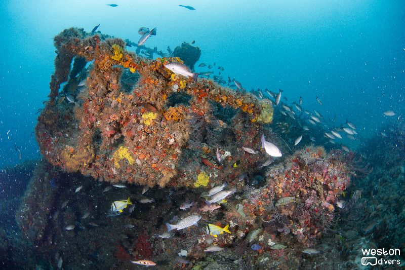 Gilbert Sea - Corals have completely colonized the wreck