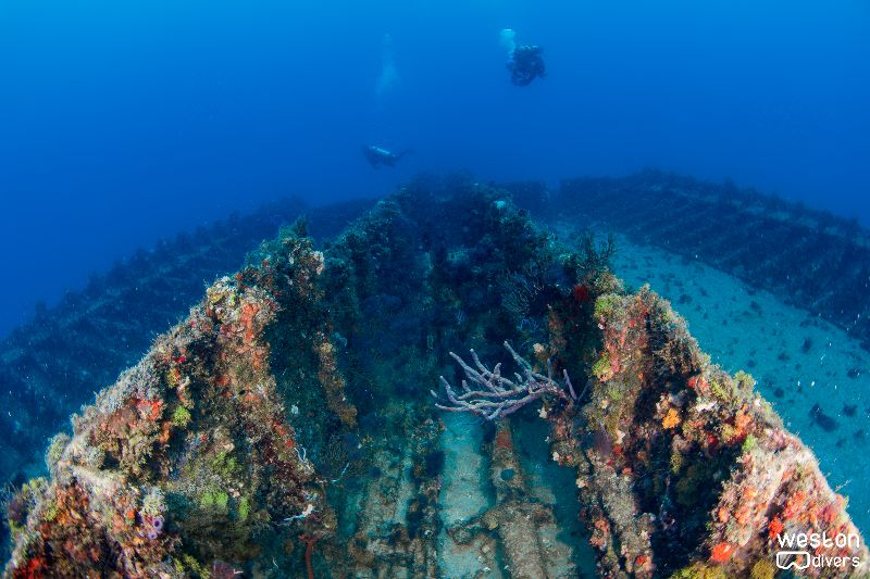 Amaryllis - The hull is still upright