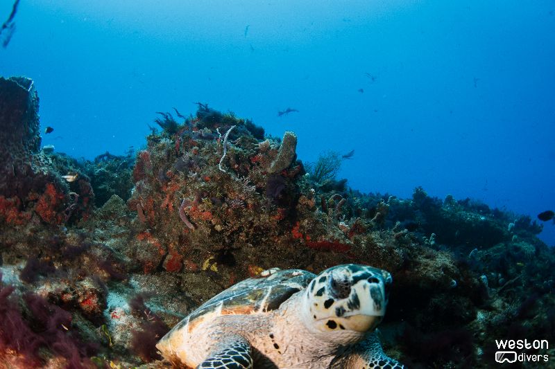 Spearman's barge - A green turtle poses for the picture