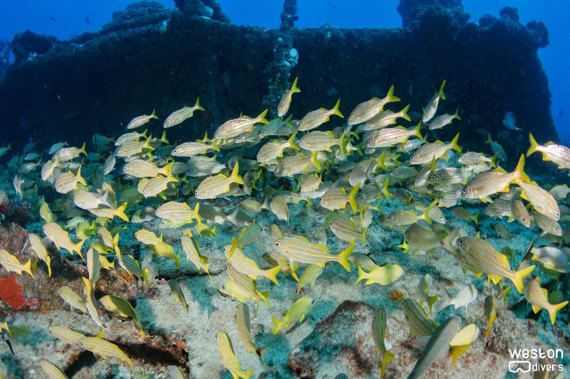 Spearman's barge - The site is full of fish