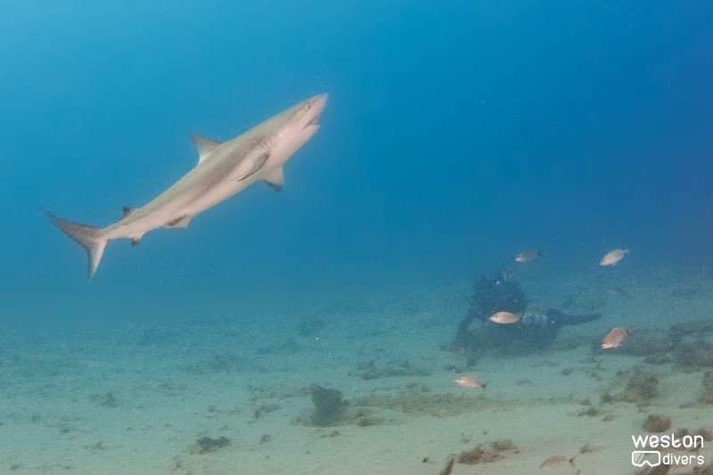 Shark Canyon - A reef shark, a common resident in this site