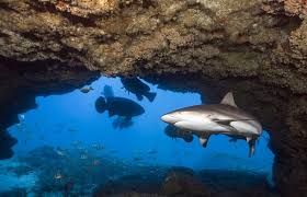 Hole in the Wall - A shark guards the entry to the "Hole in the Wall"