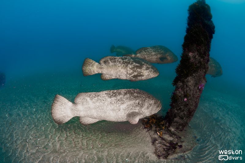 MG-111 - Goliath aggregation is common in the Warrior Reef near by the MG-111 barge