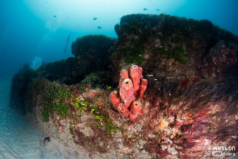 MG-111 - Featureless flat barge already colonized by all types of corals