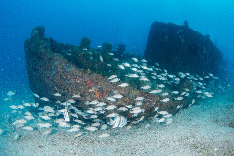 Three Tugs - Marine life thrives in this nice site