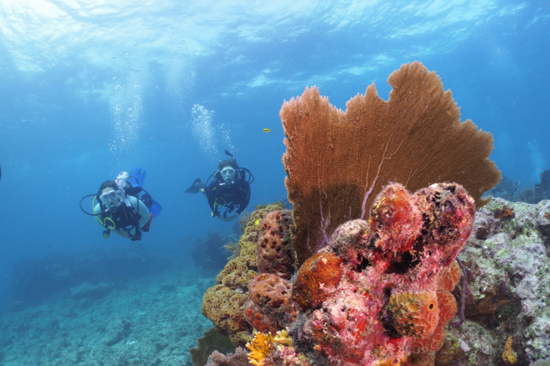 Hen & Chickens - Diver explore the beauty of this shallow reef