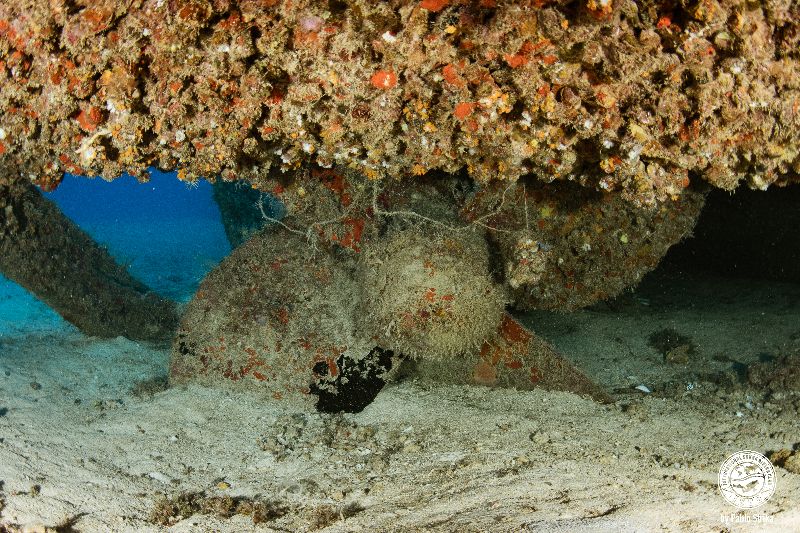 Eagle - The propeller of this wreck is till intact