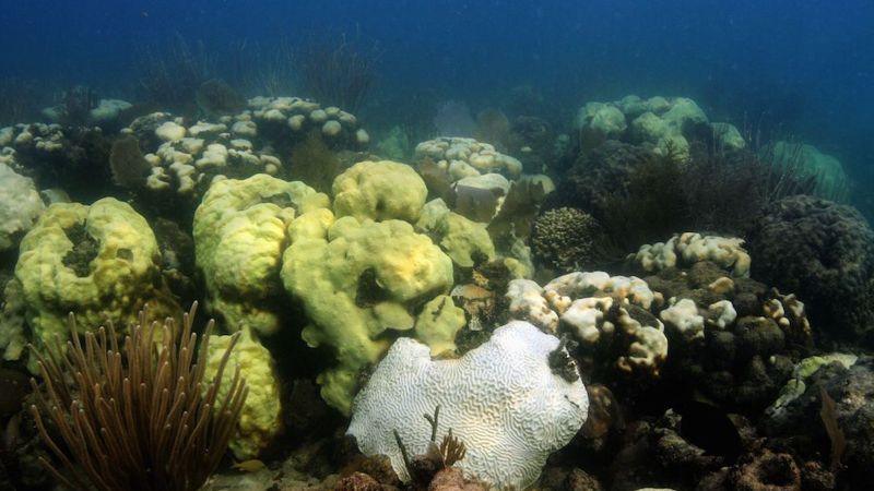 Cheeca Rocks - Unfortunately, coral bleaching has reached this beautiful site