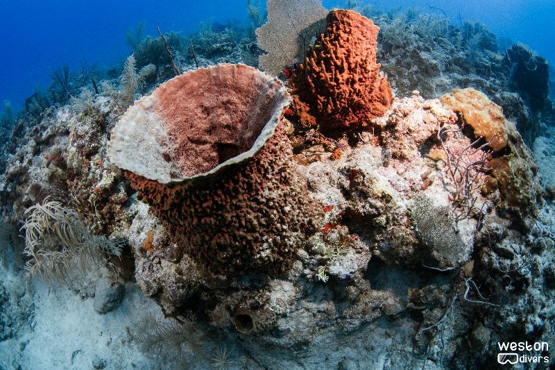 Alligator - Barrel sponges are found in this dive site