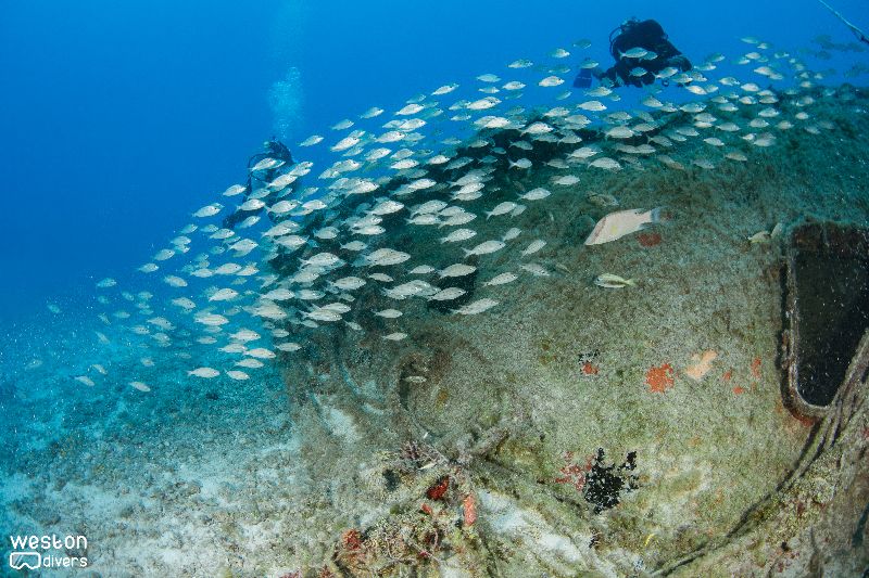 Cannabis Cruiser - The bow of this wreck point west