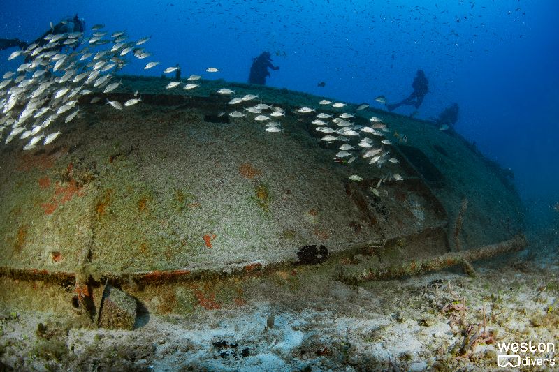 Cannabis Cruiser - A small yet full of marine life dive site