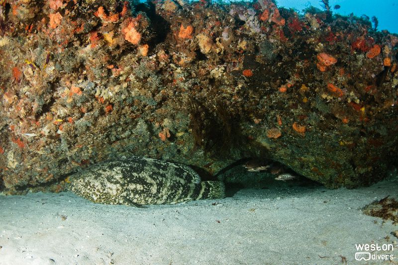 Palm Beach Deep Reef - A Goliath grouper rests under the ledge