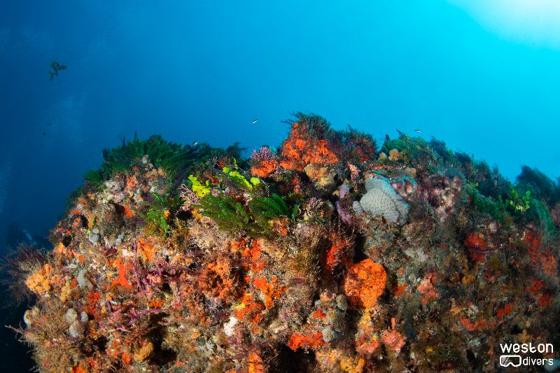 Palm Beach Deep Reef - Reefs in Palm Beach county offer a considerably relief