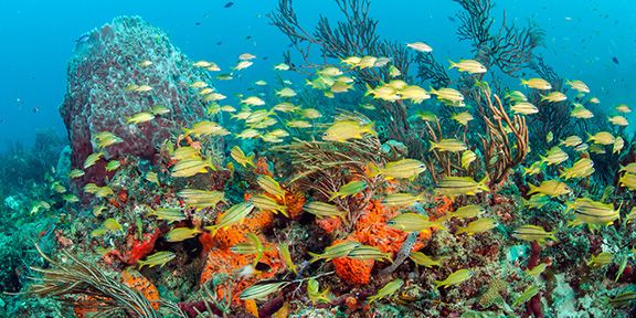 Palm Beach Shallow Reef - A school of grunts at Breaker's reef