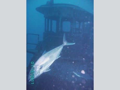 Big Al - An amberjack poses for the picture in front of the wheelhouse
