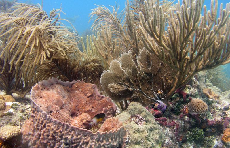 Tennesse - Coral thrives in this protected area