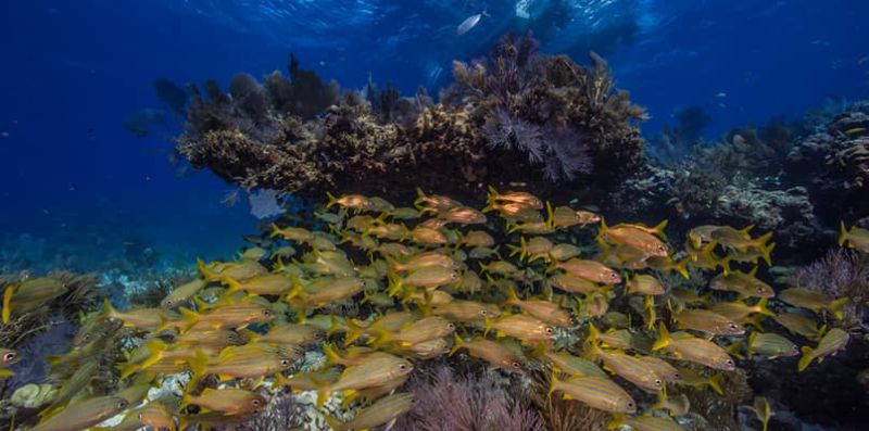 Ball Buoy - Elkhorn corals are common in this site