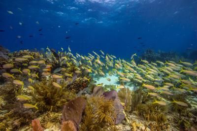 Ball Buoy - A school of grunts hover over the shallow reef