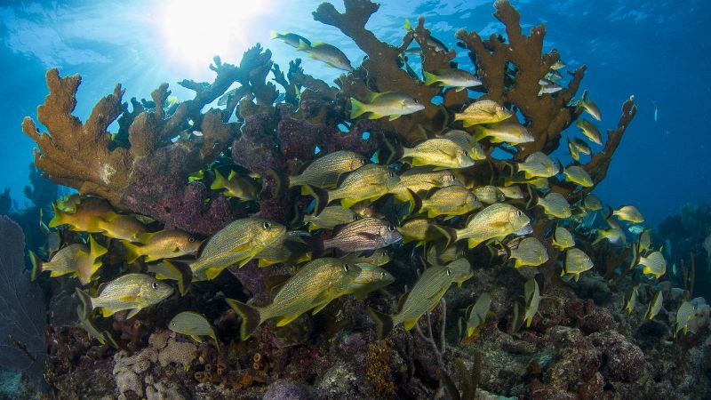 Rocky - Elkhorn corals and a school of grunts