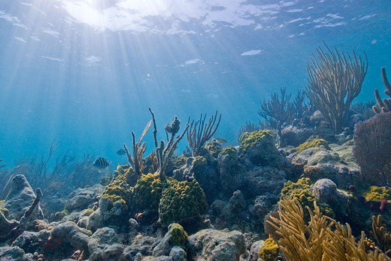 Pacific - The shallow part of the reef gets a lot of light