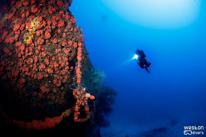 Hugo's April Fool - Corals have colonized most of the wreck