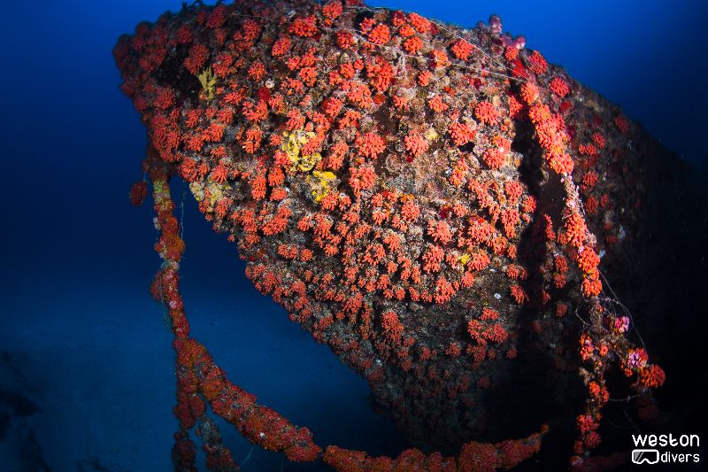 Hugo's April Fool - Beautiful soft corals call this wreck home