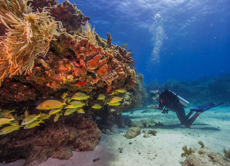 Triumph - The shallow ledge offers refugee for a variety of tropical fish