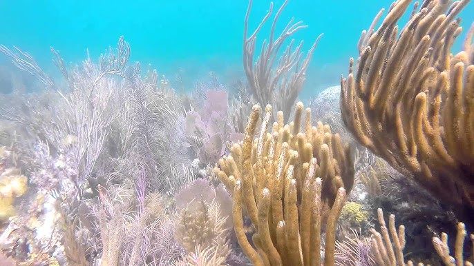 Bache Shoal - The profile of this reef is very flat. Soft corals are very abundant.