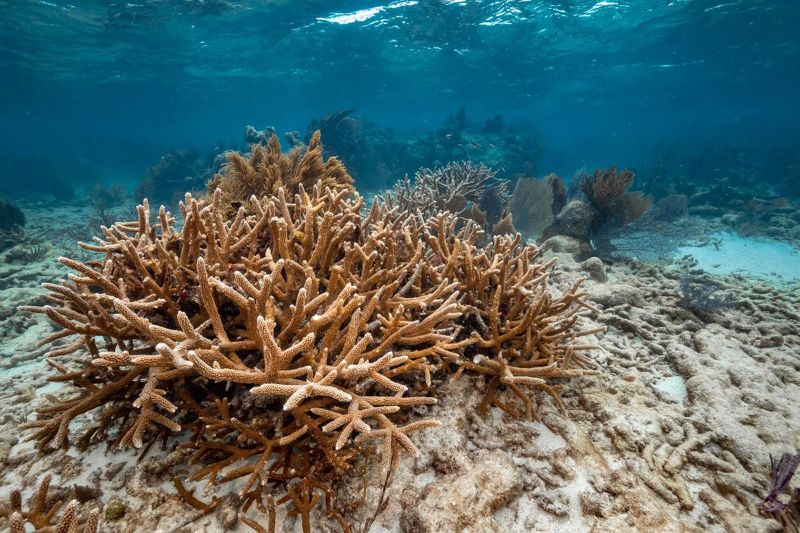 Carysfort - Staghorn corals are recovering in this site