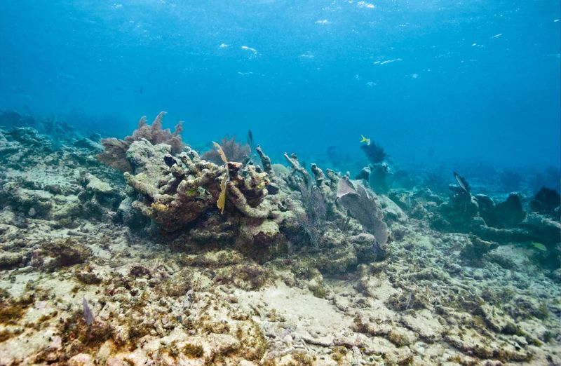 Carysfort - The reef offers both shallow and deep water dives