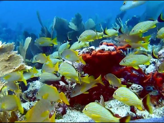 Coffins Patch - A school of grunts swim in this shallow reef