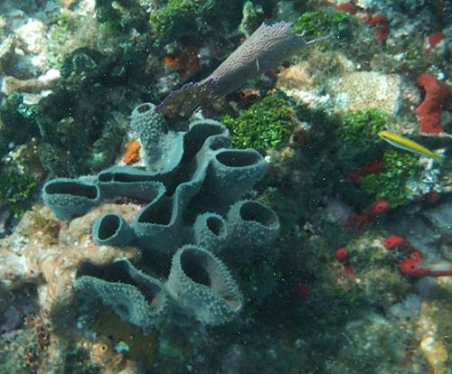 Coffins Patch - All kind of corals and sponges are present in this site