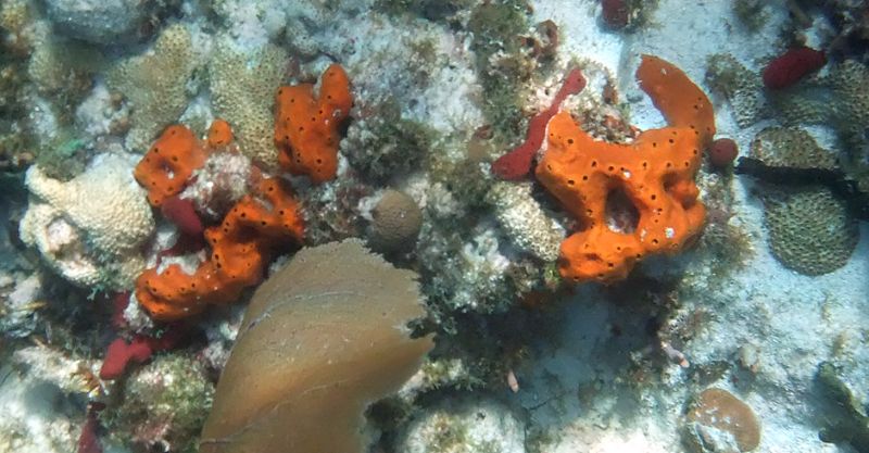 Coffins Patch - Both soft and hard coral are abundant in this site