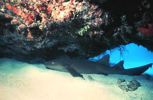 Samantha's - A nurse shark rests under a ledge