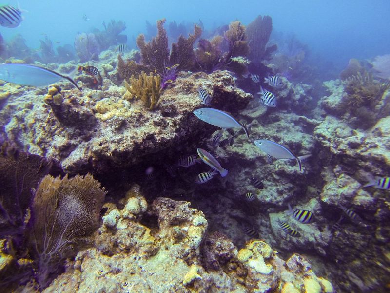 Sombrero - Vibrant corals and tons of marine life are always present in this site