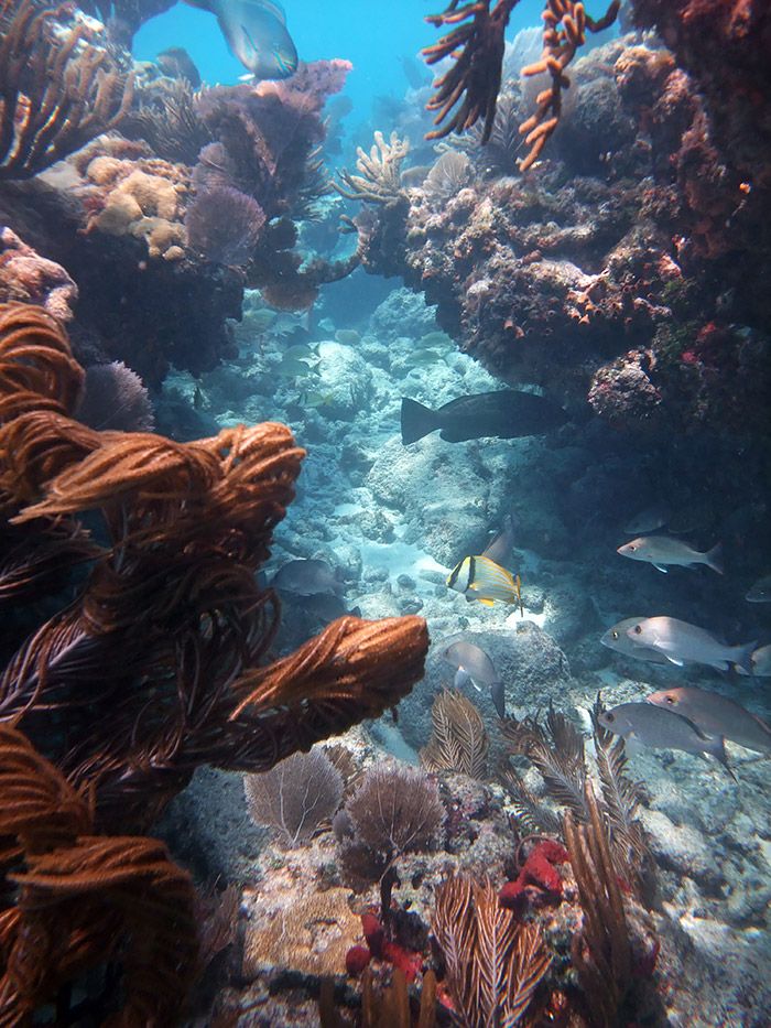 Sombrero - Spurs and grooves are the typical formations in this site (like many other FL Keys reefs)